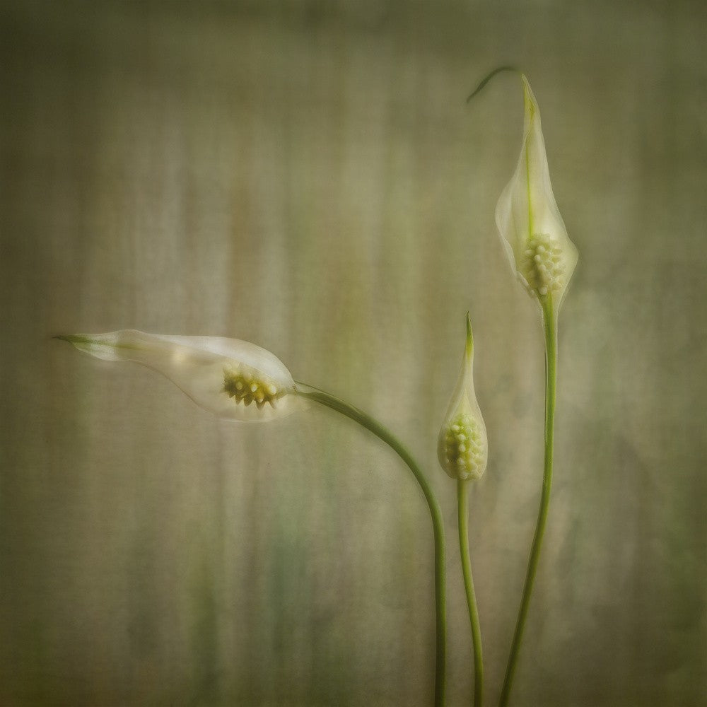 Peace Lily