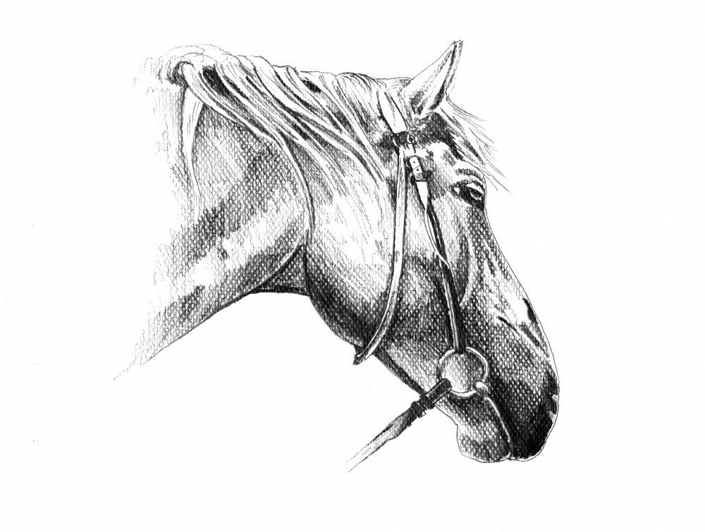 Horse 24