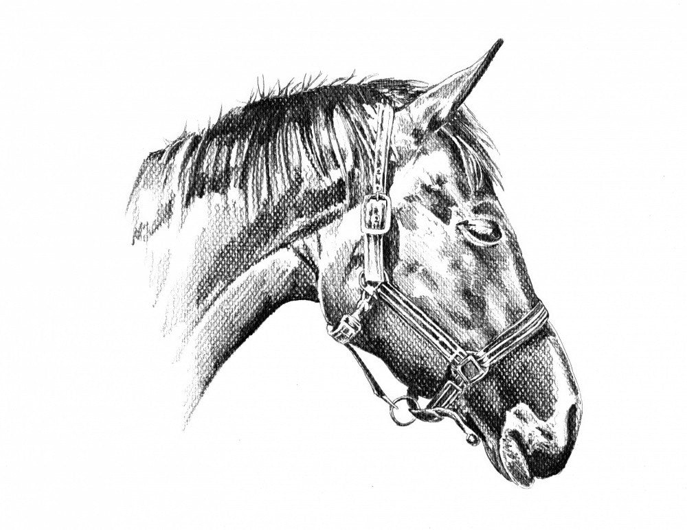 Horse 25