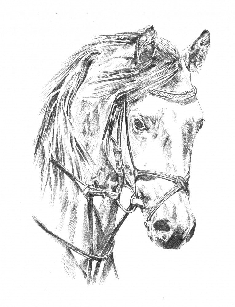 Horse 32