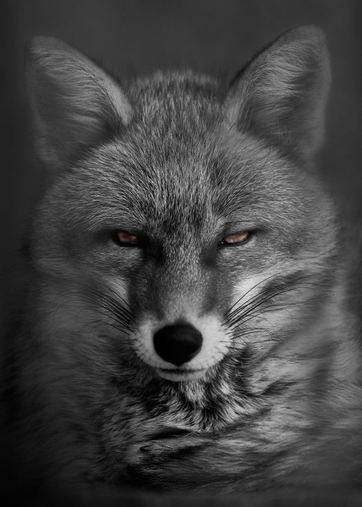 Fox’s Gaze