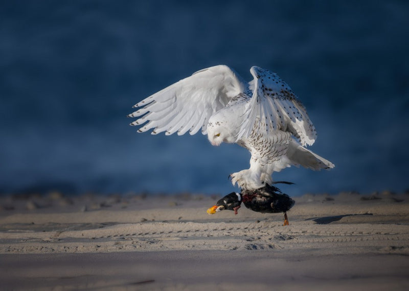 Snowy owl's beach trophy