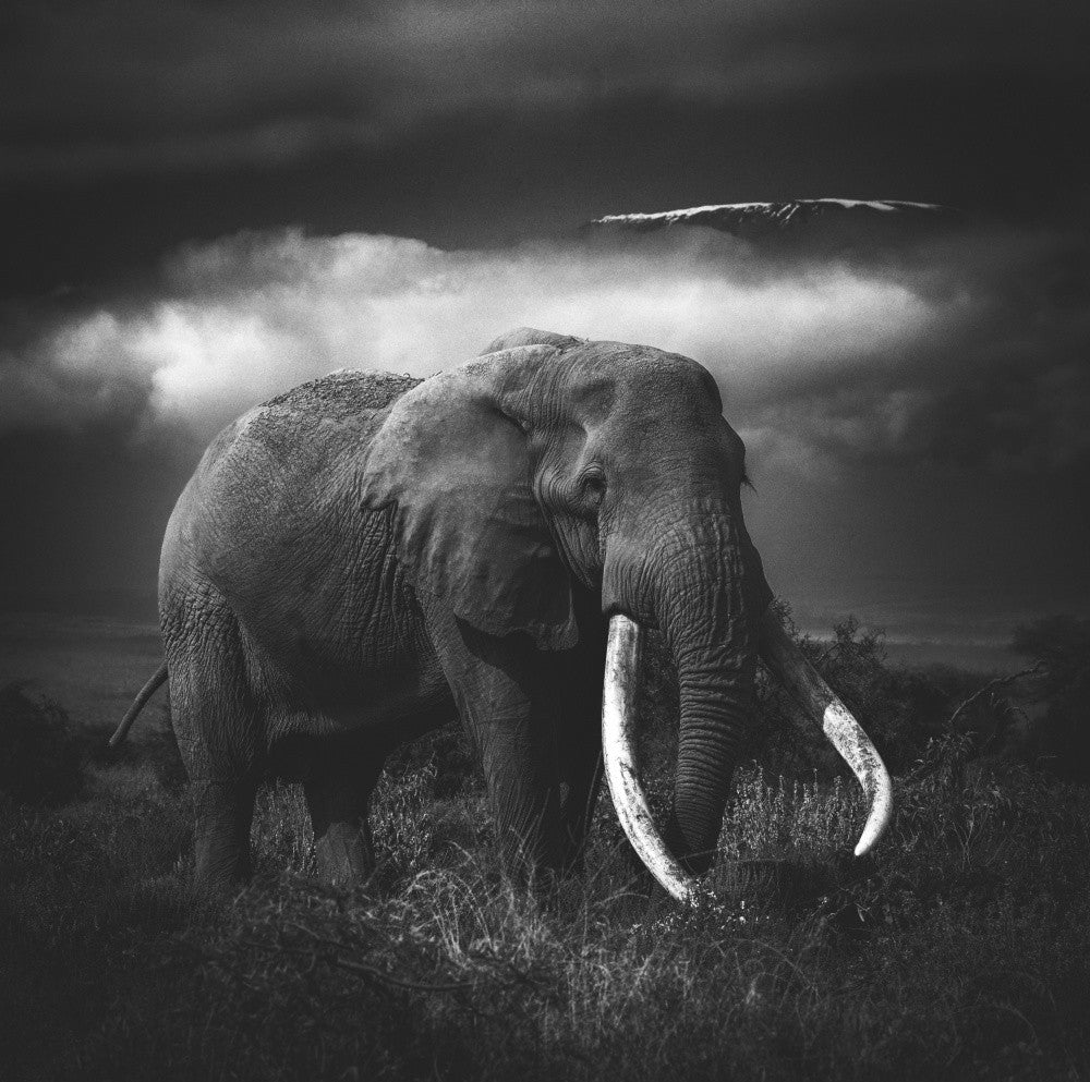 Craig the Legendary Elephant of Kilimanjaro