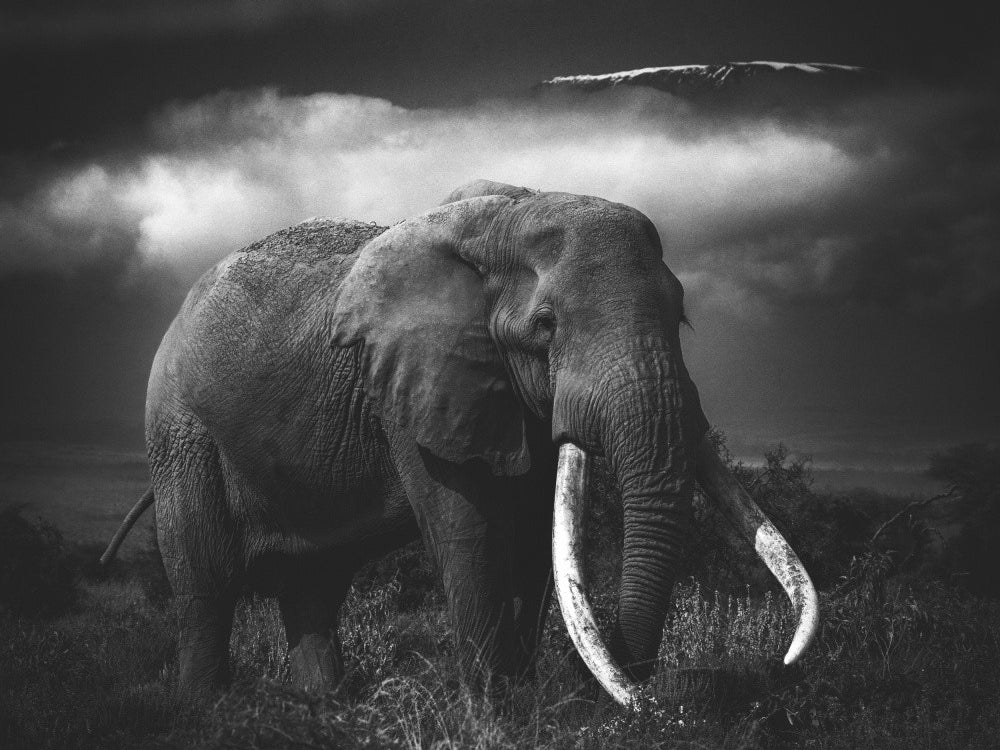 Craig the Legendary Elephant of Kilimanjaro