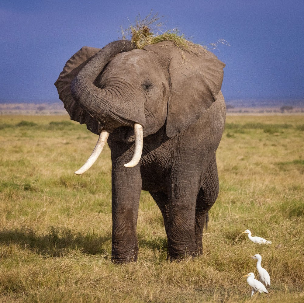Playful Elephant