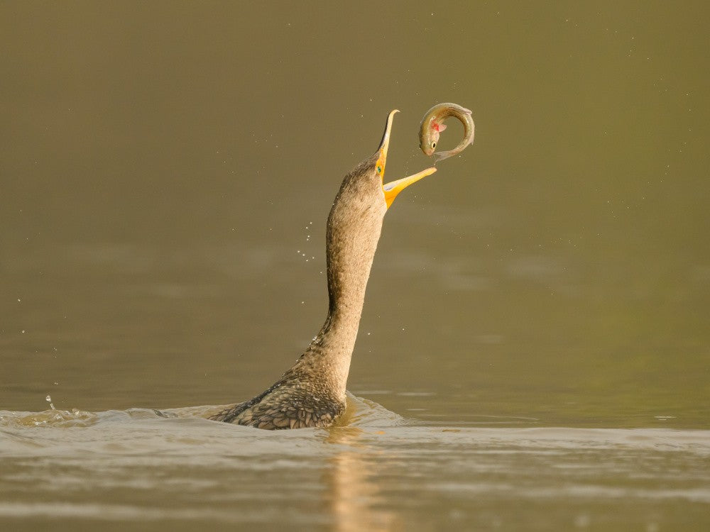 Cormorant and fish O-ring
