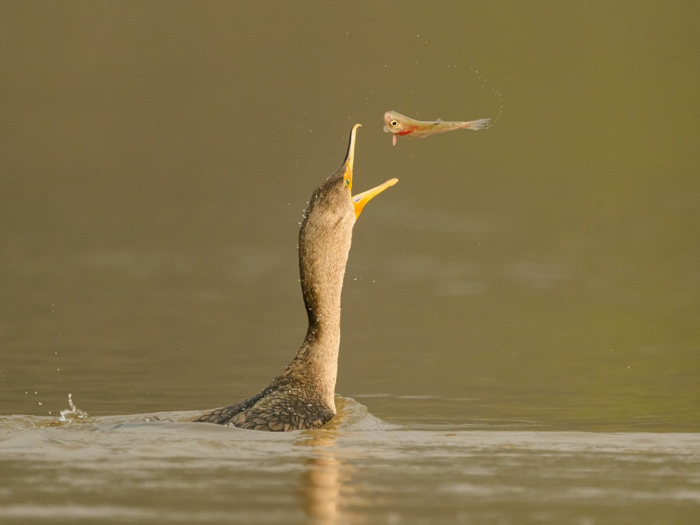Kormoran und Fisch