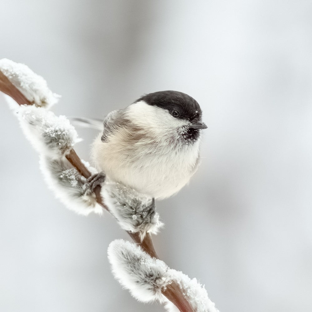 Weidenmeise im Winter.