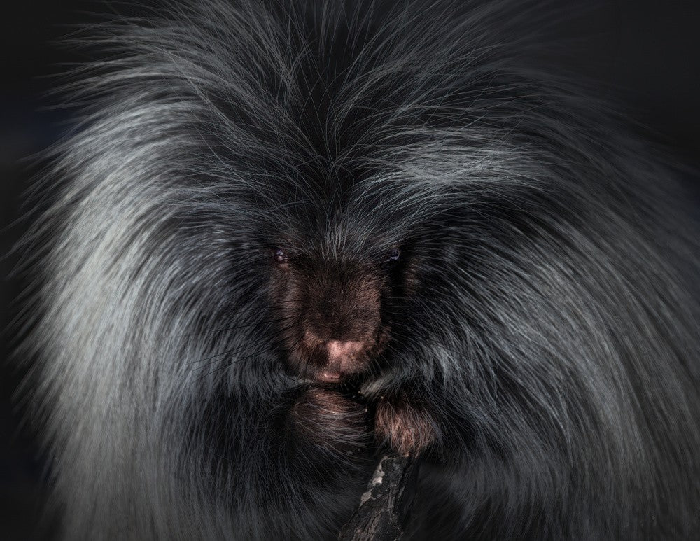 North American Porcupine
