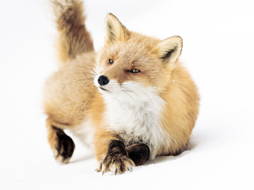 Winterfuchs