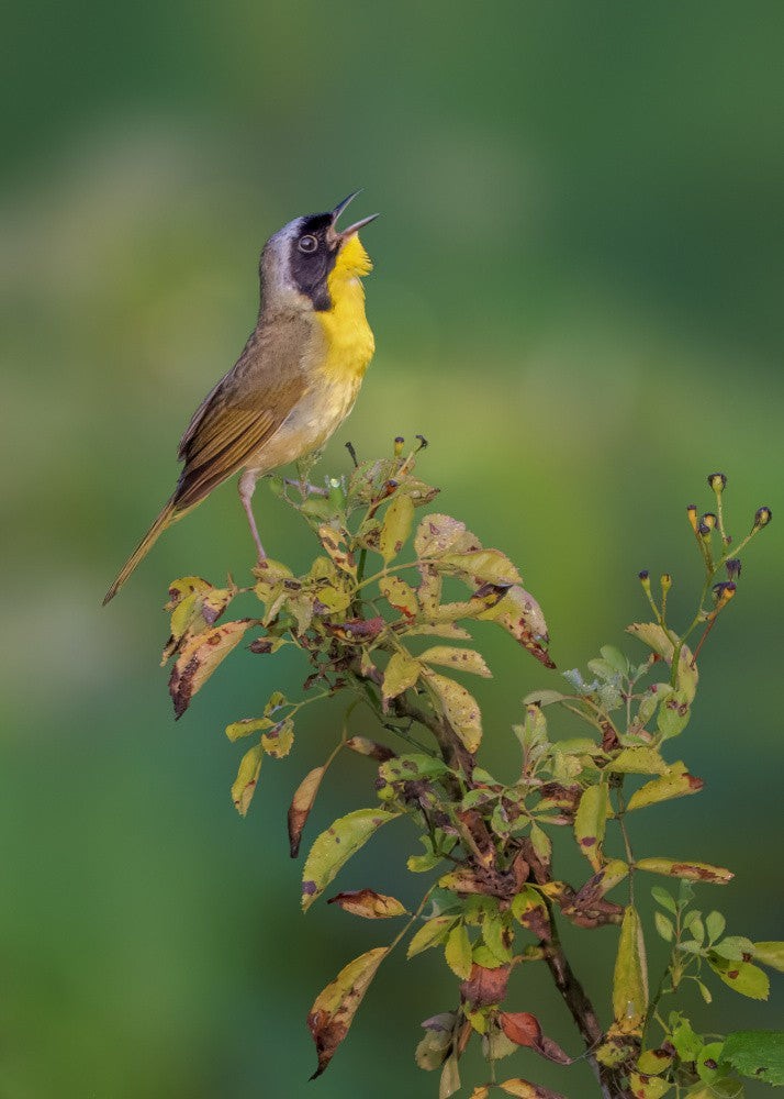 Common Yellowthroat