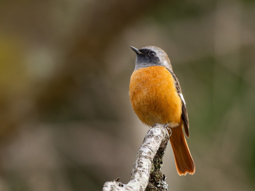 Daurian redstart
