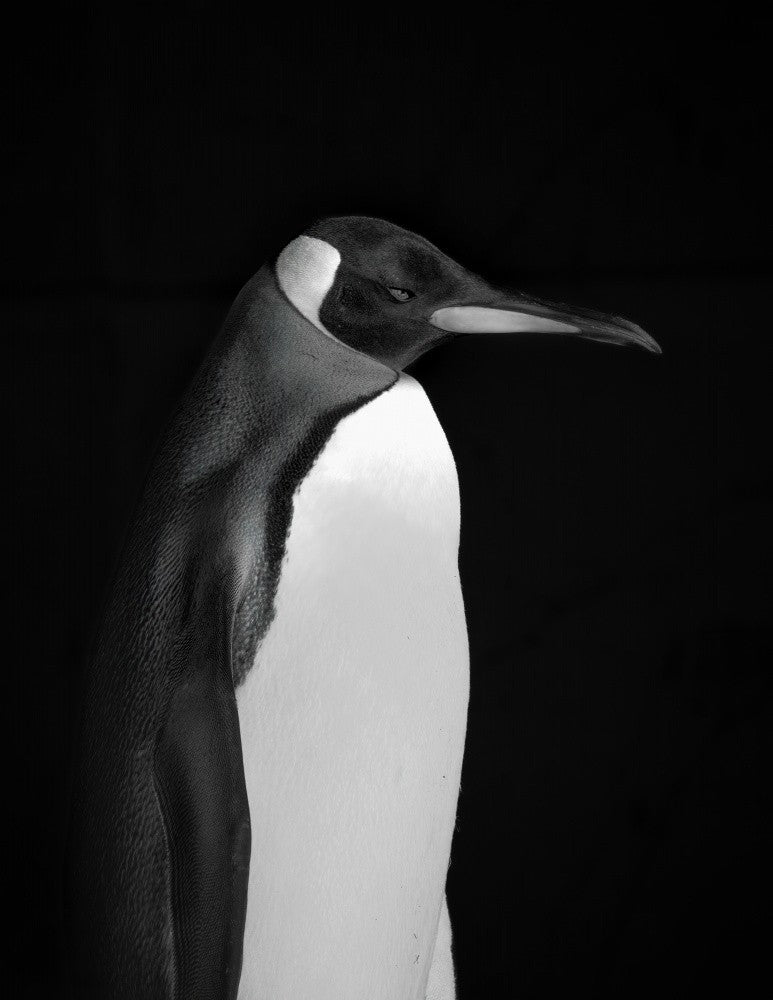Mr. Penguin