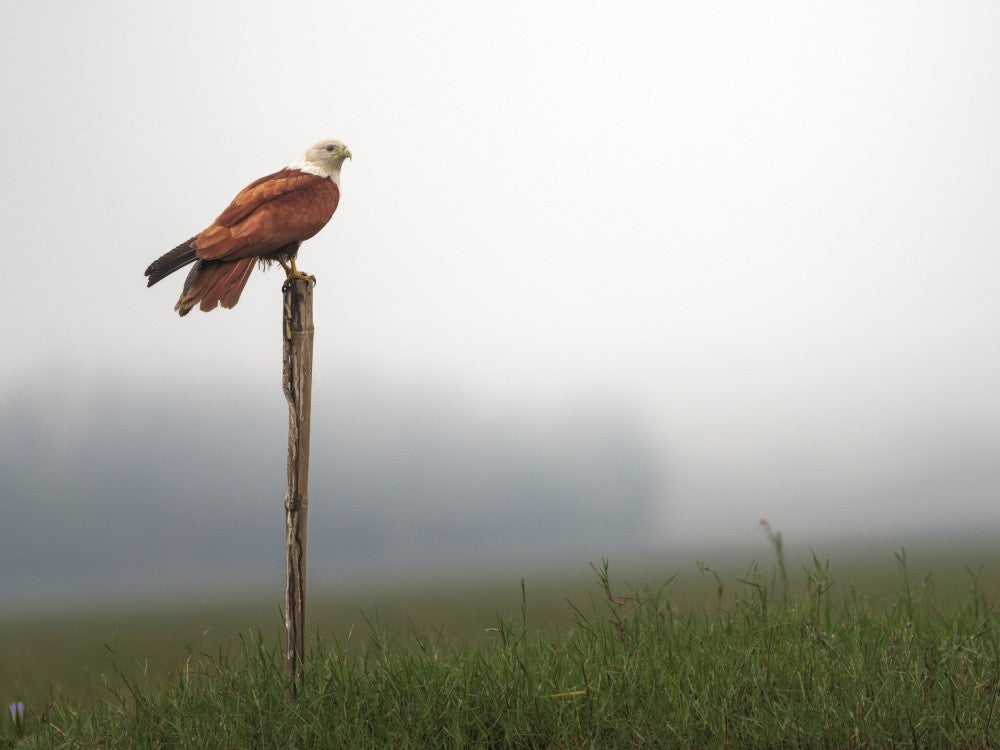 Brahminy kite