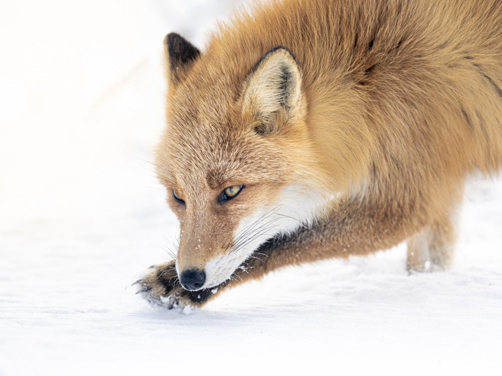 Winterfuchs