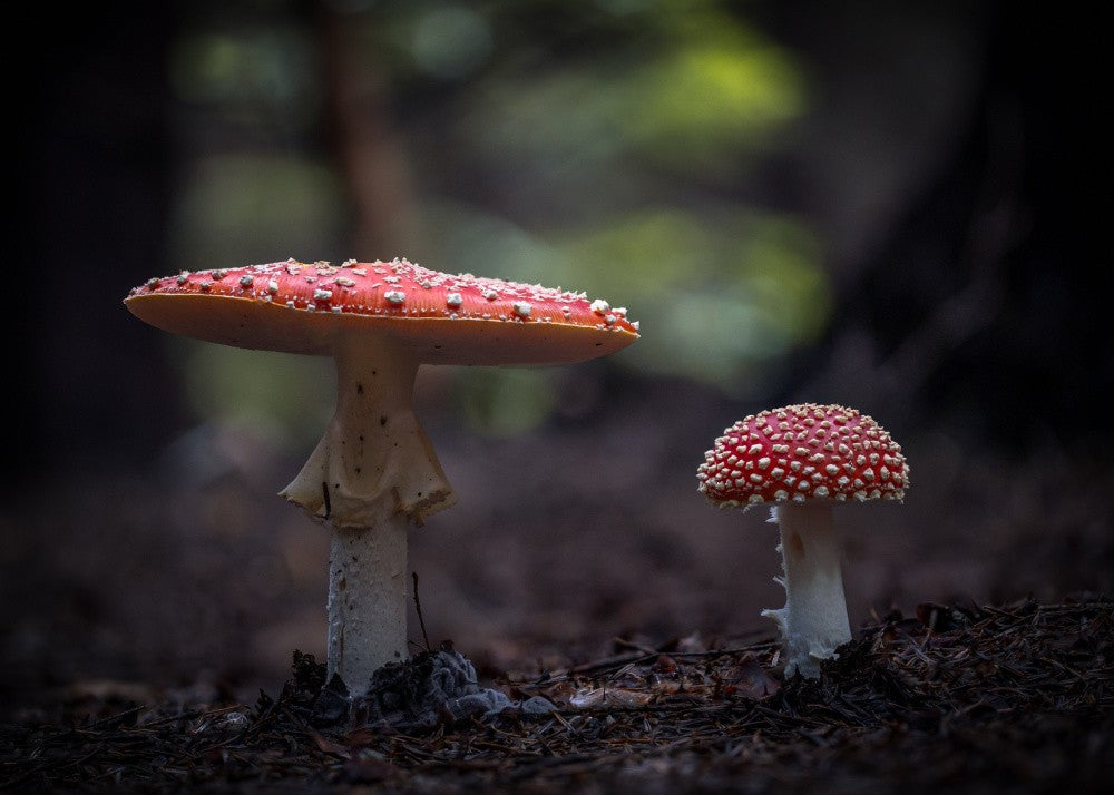 Pair