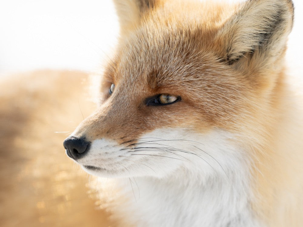 Winterfuchs