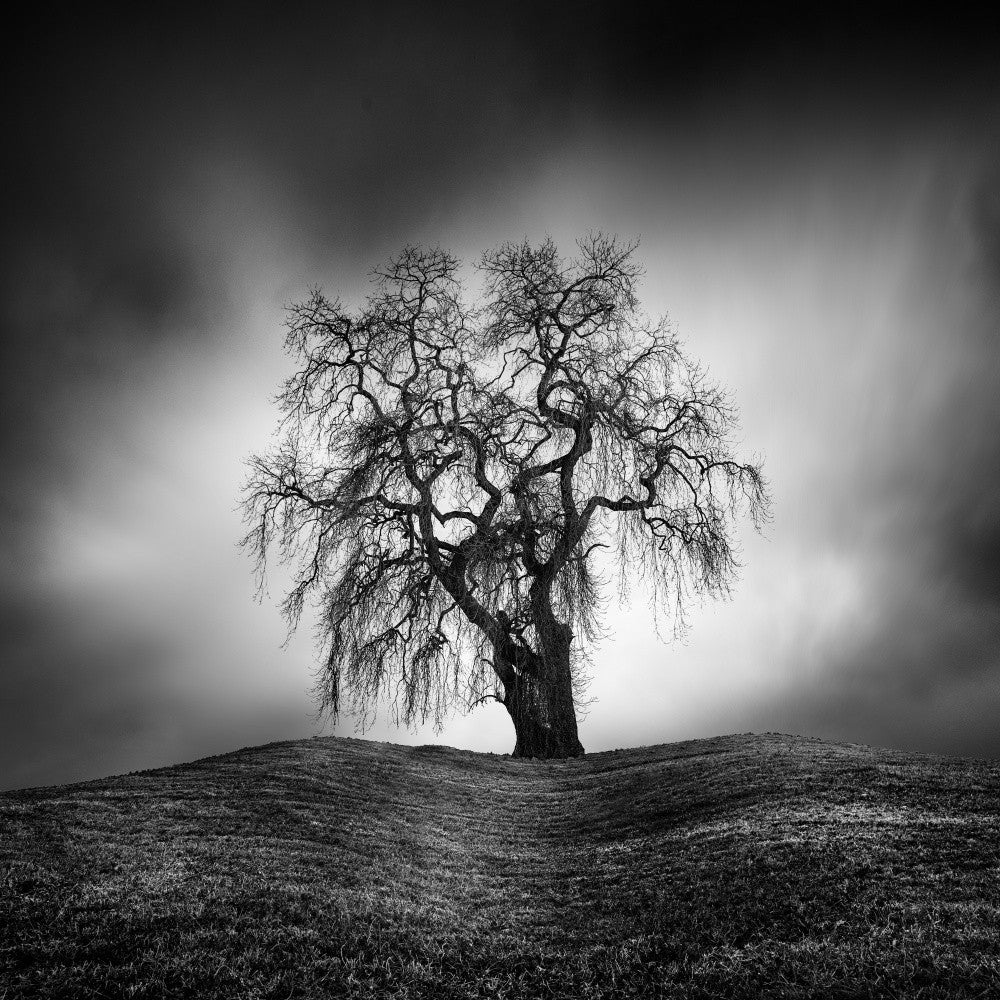 Lonely Tree II