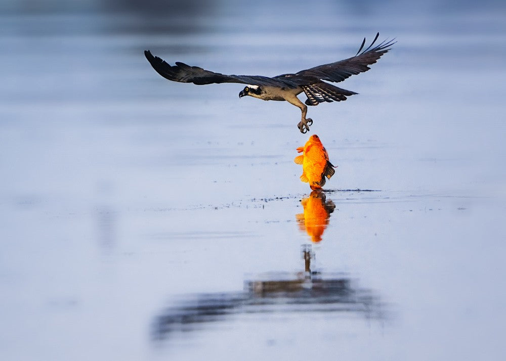 Osprey and its red fish 3
