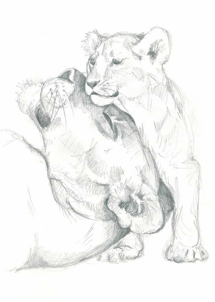 Lioness and Cub Drawing Study