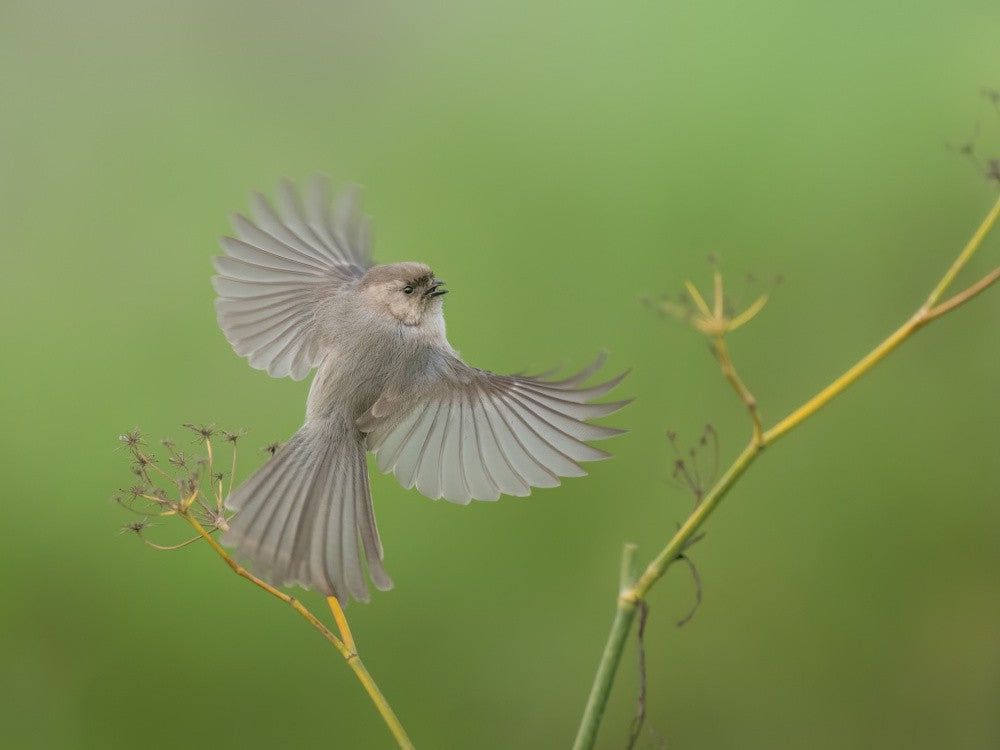Wings