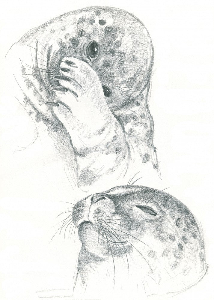 Grey Seals Drawing