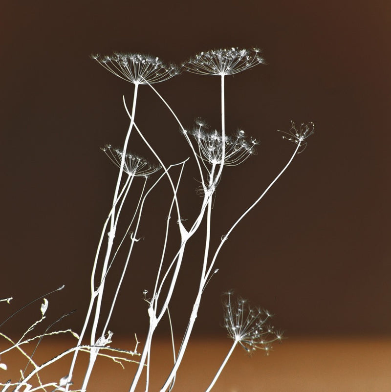 Nature Silhouette
