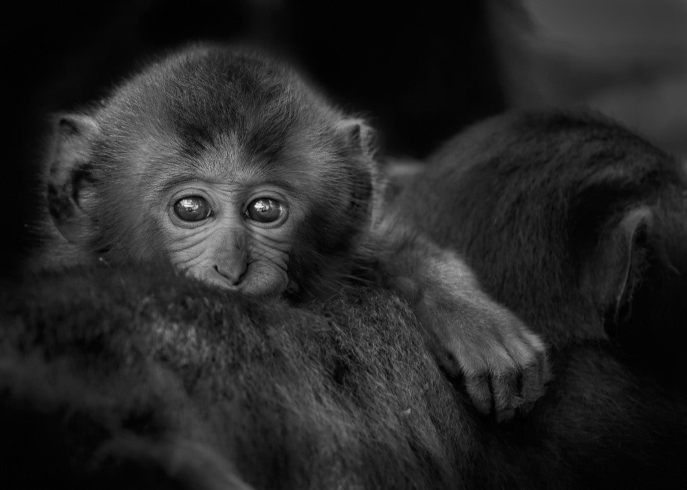 Monkey Baby
