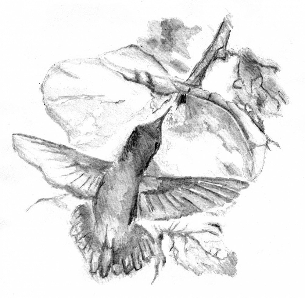 Animal Art Drawing Sketch 4