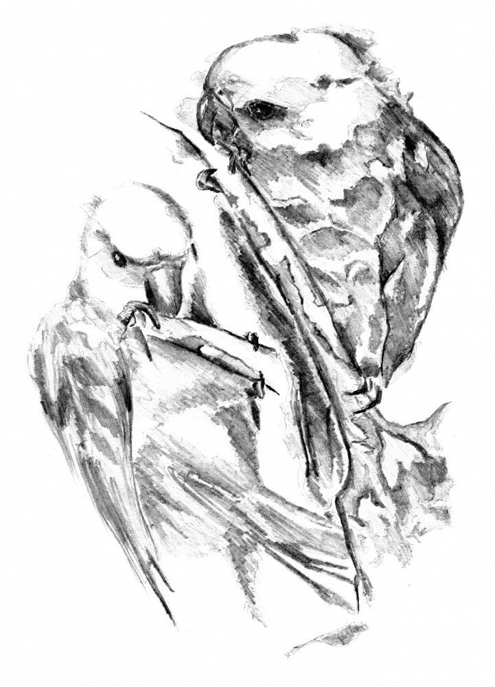 Animal Art Drawing Sketch 5