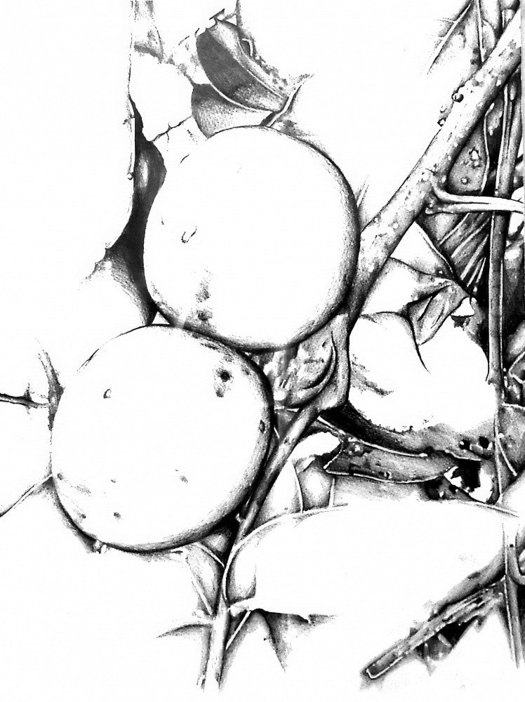 Florale Natur Kunstzeichnungsskizze 1