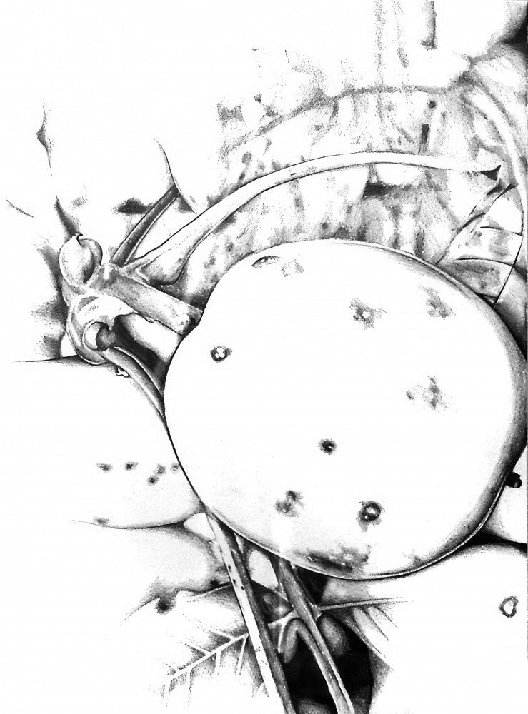 Floral Nature Art Drawing Sketch 2
