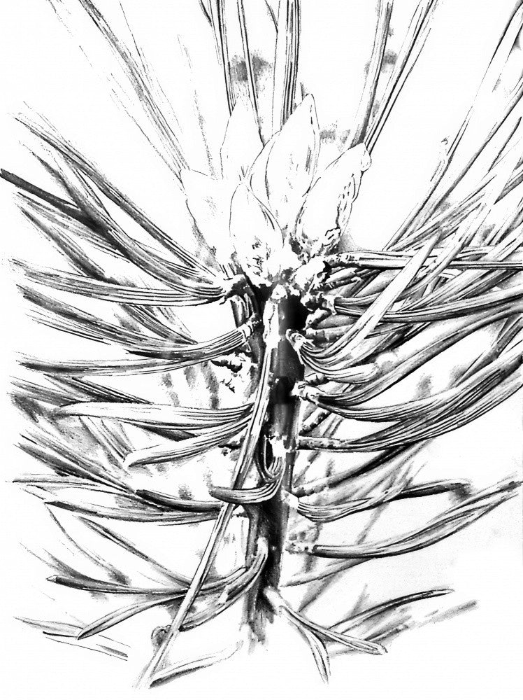 Florale Natur Kunst Zeichnung Skizze 5