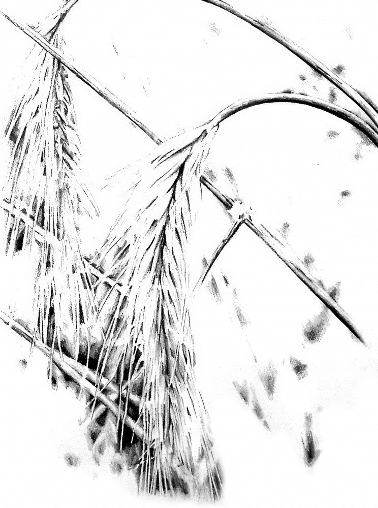 Floral Nature Art Drawing Sketch 8