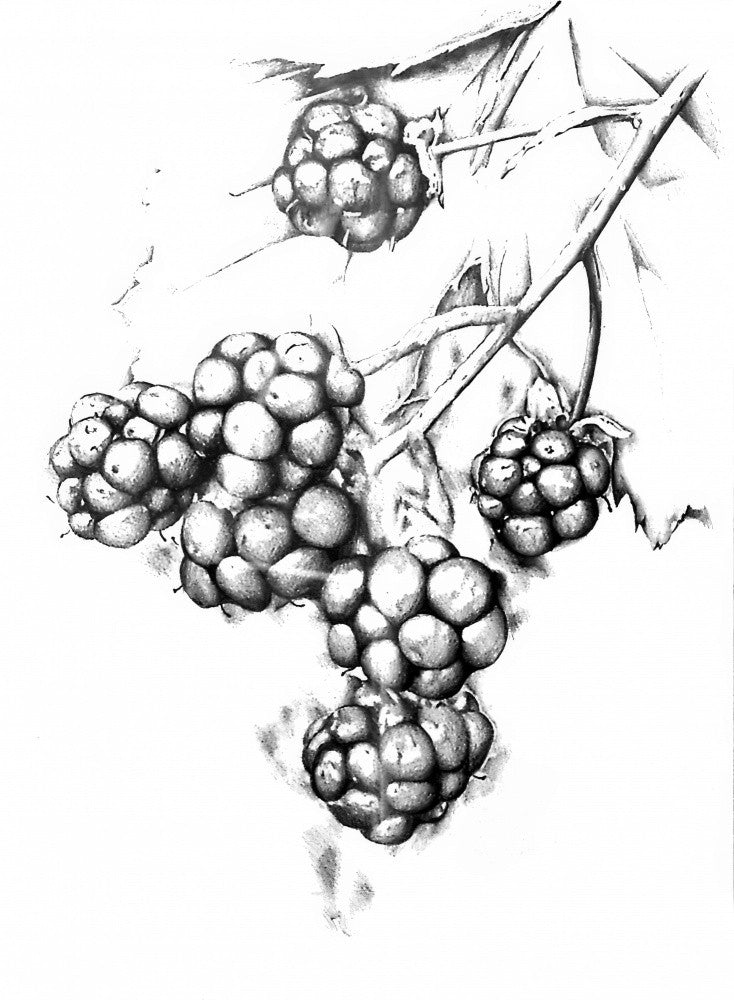 Florale Natur Kunst Zeichnung Skizze 10