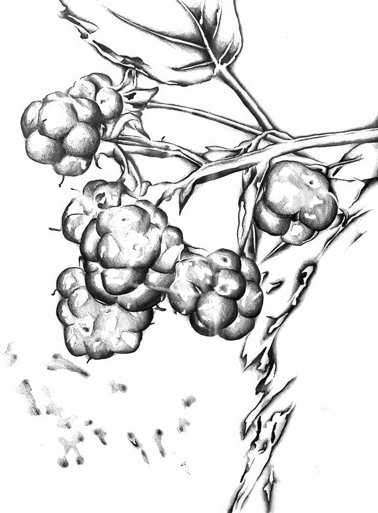 Floral Nature Art Drawing Sketch 12
