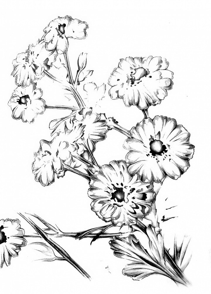 Floral Nature Art Drawing Sketch 13