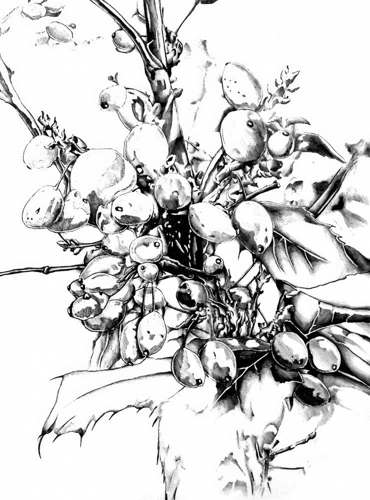 Floral Nature Art Drawing Sketch 14