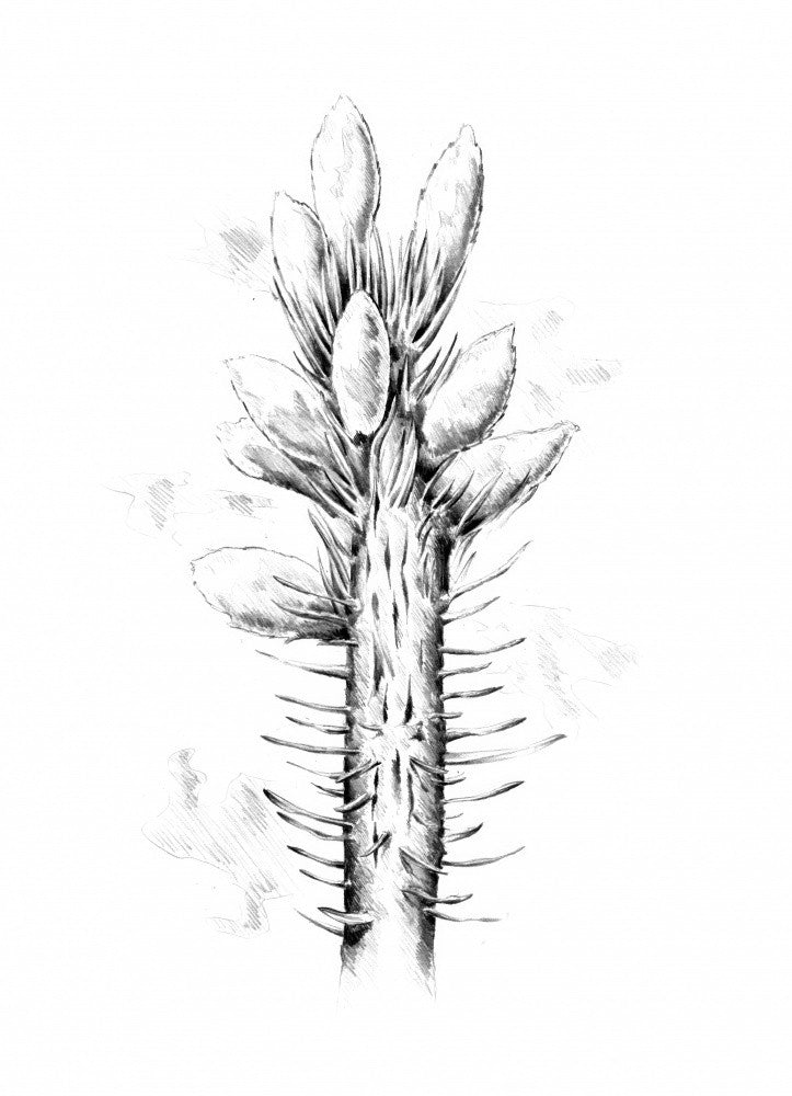 Florale Natur Kunst Zeichnung Skizze 54