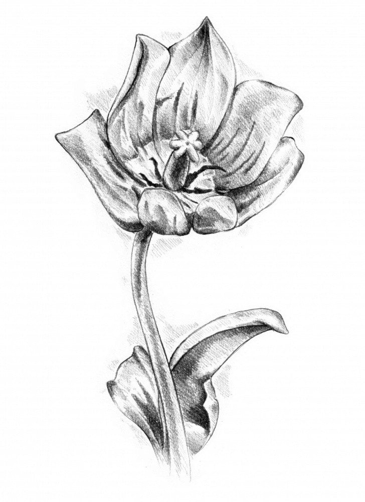 Floral Nature Art Drawing Sketch 55