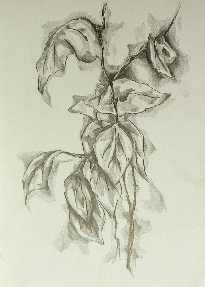 Floral Nature Art Drawing Sketch 57