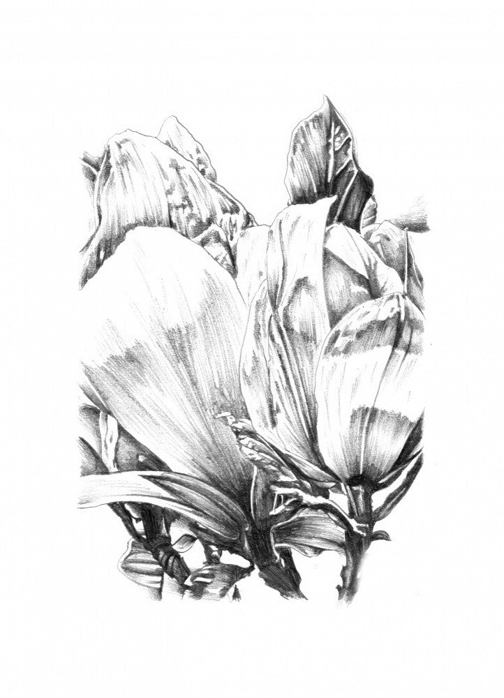 Florale Natur Kunst Zeichnung Skizze 67