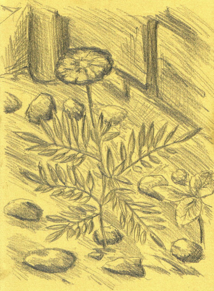 Florale Natur Kunst Zeichnung Skizze 70
