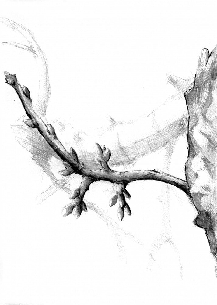 Blumen Kunst Zeichnung Skizze 8
