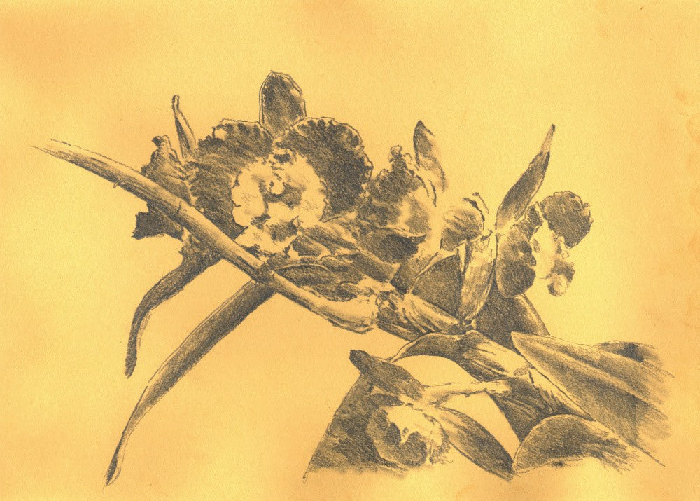 Flower Art Drawing Sketch 7