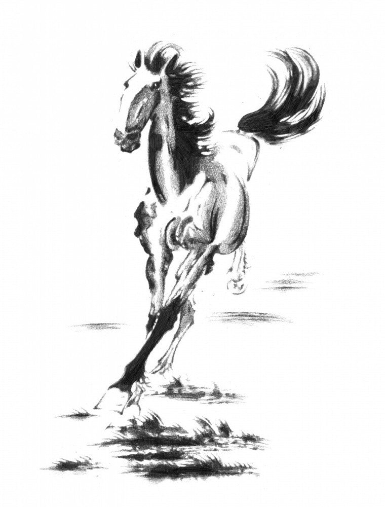 Horse Art Drawing Sketch 5