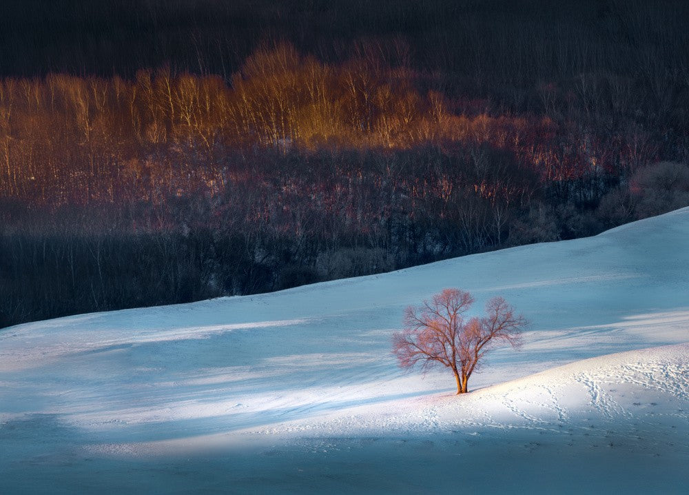 Solitary Tree Amidst the Snow