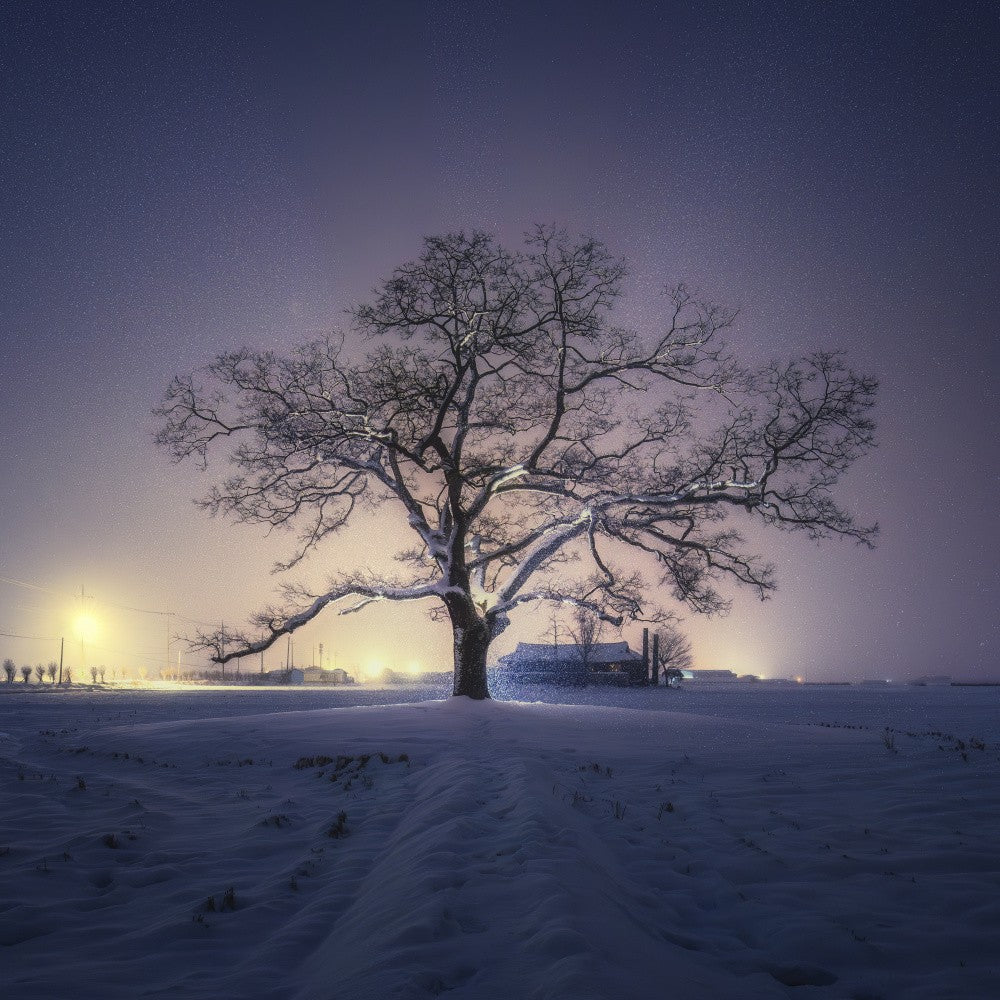 Tree on a snowy night
