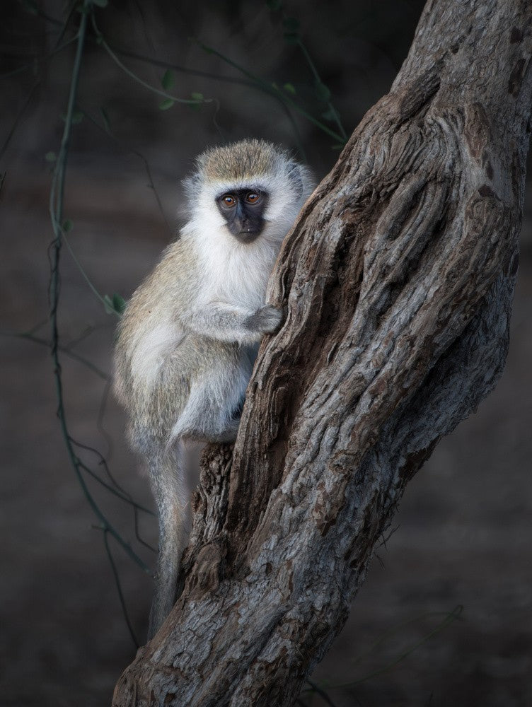 Lonely little guy