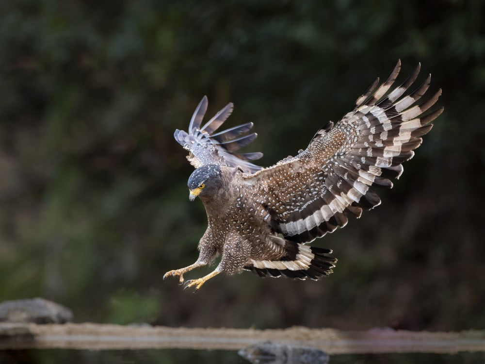 Crested Serpent Eagle